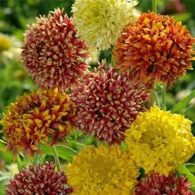 بذر گل سرنوشت الوان (گالاردیا) (بسته 50 عددی) کد 1314