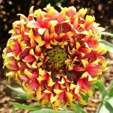 بذر گل سرنوشت الوان (گالاردیا) (بسته 50 عددی) کد 1314