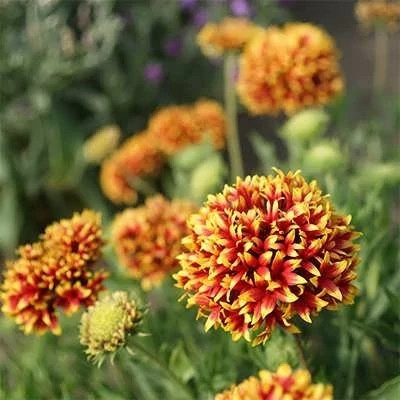 بذر گل سرنوشت الوان (گالاردیا) (بسته 50 عددی) کد 1314