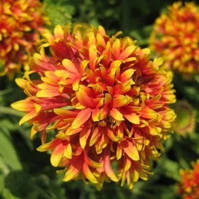 بذر گل سرنوشت الوان (گالاردیا) (بسته 50 عددی) کد 1314