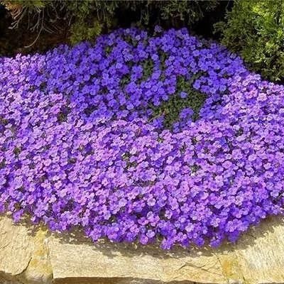 بذر هیبرید گل اوبریشا (بسته 50 عددی) کد 1379