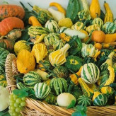 بذر کدو حلوایی زینتی (کدو زینتی شهر آفتاب) (بسته 10 عددی) کد 2069
