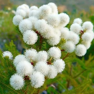 بذر برزیلیا گالپینی زرد (بسته 10 عددی) کد 848