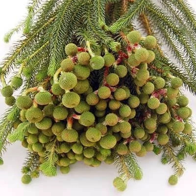 بذر برزیلیا گالپینی زرد (بسته 10 عددی) کد 848