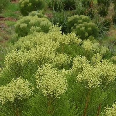 بذر برزیلیا گالپینی زرد (بسته 10 عددی) کد 848