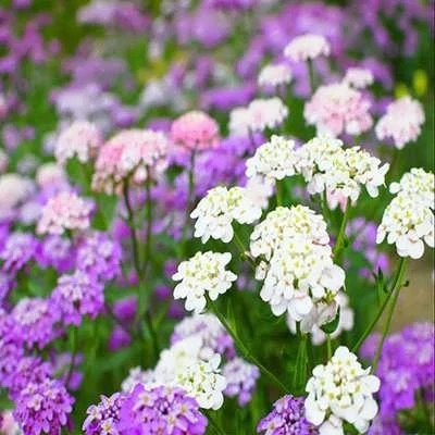 بذر گل ایبریس پاکوتاه مخلوط (بسته 1 گرمی) کد 2144