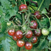 بذر گوجه زیتونی خرمایی درختی (بسته 15 عددی) کد 2080