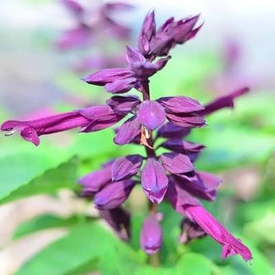 بذر گل سلوی بنفش (بسته 1 گرمی) کد 1476
