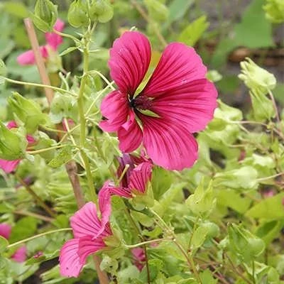 بذر گل پنیرک ارغوانی (بسته 50 عددی) کد 1360