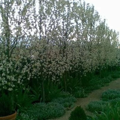 بذر خینجوک (گیاه کلخونگ) (بسته 10 عددی) کد 1987