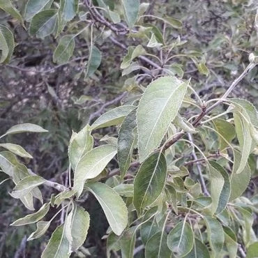 بذر خینجوک (گیاه کلخونگ) (بسته 10 عددی) کد 1987