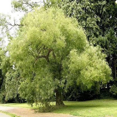 بذر تلخ بیان درختی (بسته 5 عددی) کد 1991