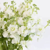 بذر گل صابونی سفید (بسته 1 گرمی) کد 2213