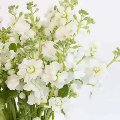 بذر گل صابونی سفید (بسته 1 گرمی) کد 2213