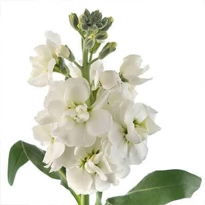 بذر گل صابونی سفید (بسته 1 گرمی) کد 2213