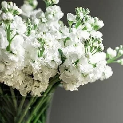 بذر گل صابونی سفید (بسته 1 گرمی) کد 2213