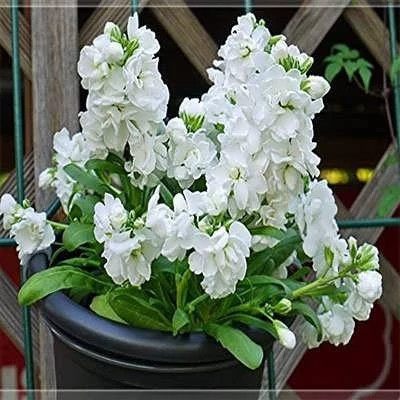 بذر گل صابونی سفید (بسته 1 گرمی) کد 2213