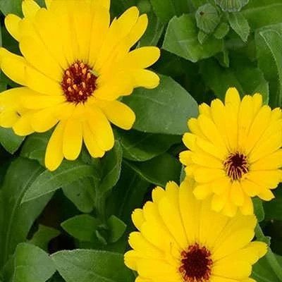 بذر گل همیشه بهار پاکوتاه پرپر مخلوط زرد (بسته 1 گرمی) کد 2210