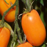 بذر گوجه زیتونی نارنجی درختی (بسته 15 عددی) کد 2079