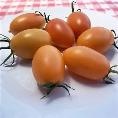 بذر گوجه زیتونی نارنجی درختی (بسته 15 عددی) کد 2079