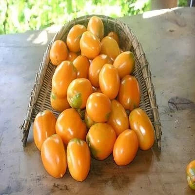 بذر گوجه زیتونی نارنجی درختی (بسته 15 عددی) کد 2079