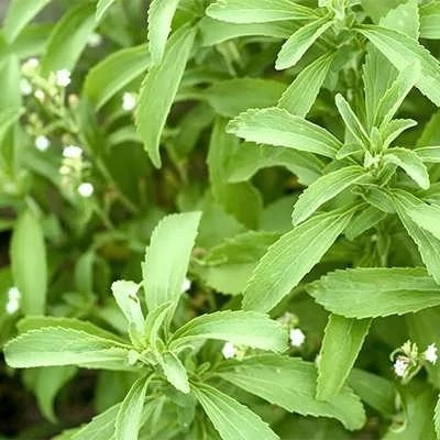 بذر استویا (بسته 10 عددی) کد 476