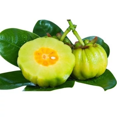 بذر گارسینیا کامبوجیا (بسته 1 عددی) کد 1736