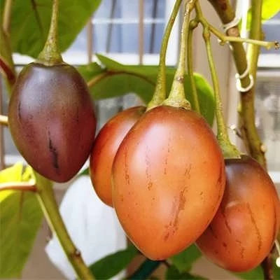بذر تاماریلو قرمز (بسته 2 عددی) کد 1695