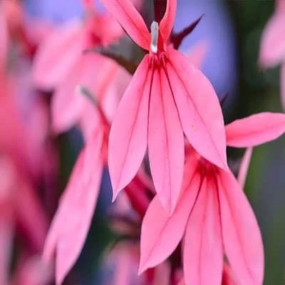 بذر مینا چمنی پاکوتاه صورتی (بسته 1 گرمی) کد 2027