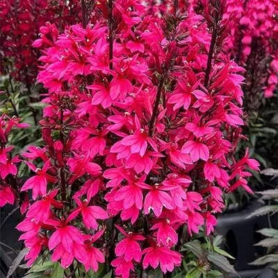 بذر مینا چمنی پاکوتاه صورتی (بسته 1 گرمی) کد 2027