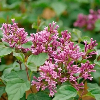 بذر مینا چمنی پاکوتاه صورتی (بسته 1 گرمی) کد 2027