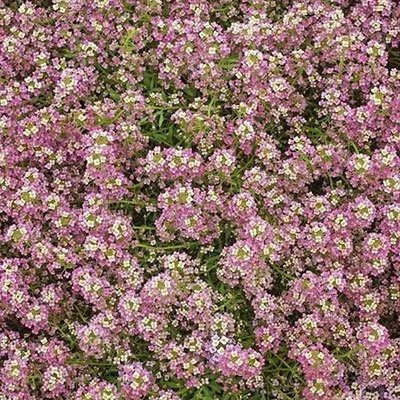 بذر مینا چمنی پاکوتاه صورتی (بسته 1 گرمی) کد 2027