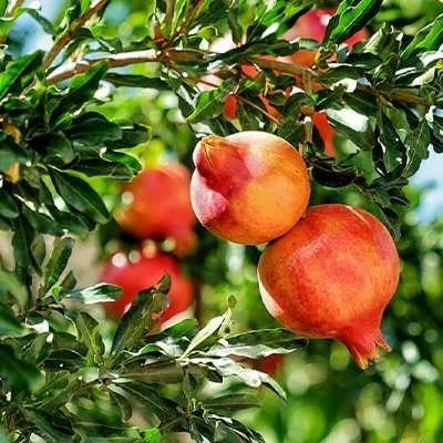 بذر درخت انار وحشی (ترشه انار) (بسته 20 عددی) کد 869