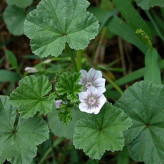 بذر پنیرک سفید (بسته 20 عددی) کد 1903