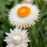 بذر گل جاوید (بسته 100 عددی) کد 1312
