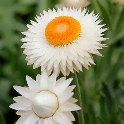 بذر گل جاوید (بسته 100 عددی) کد 1312