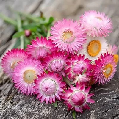 بذر گل جاوید (بسته 100 عددی) کد 1312