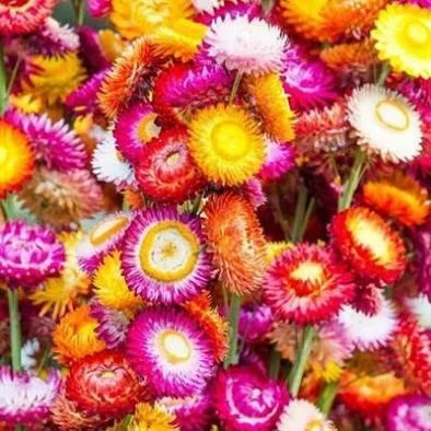 بذر گل جاوید (بسته 100 عددی) کد 1312