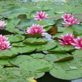 بذر گل نیلوفر آبی (بسته 2 عددی) کد 1161