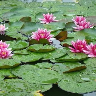 بذر گل نیلوفر آبی (بسته 2 عددی) کد 1161