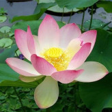 بذر گل نیلوفر آبی (بسته 2 عددی) کد 1161