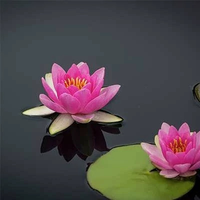 بذر گل نیلوفر آبی (بسته 2 عددی) کد 1161