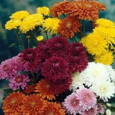بذر گل داوودی الوان (بسته 1 گرمی) کد 739