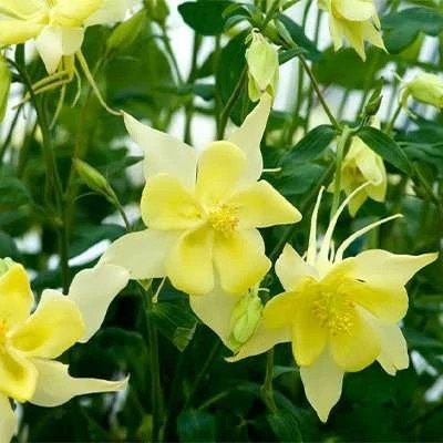 بذر گل تاج الملوک (بسته 50 عددی) کد 339