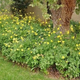 بذر گل تاج الملوک (بسته 50 عددی) کد 339