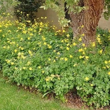 بذر گل تاج الملوک (بسته 50 عددی) کد 339
