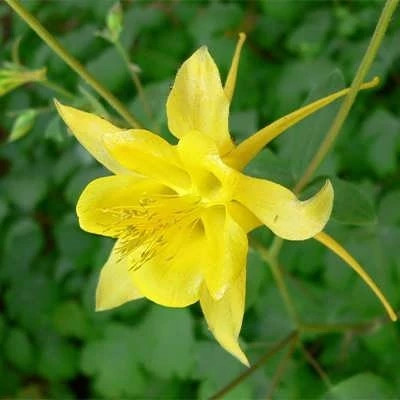 بذر گل تاج الملوک (بسته 50 عددی) کد 339