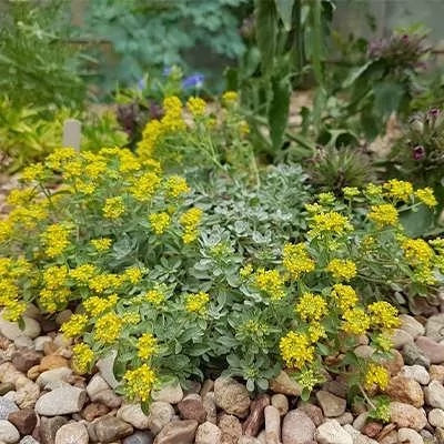 بذر قدومه (بسته 1 گرمی) کد 564