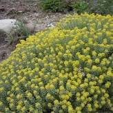 بذر قدومه (بسته 1 گرمی) کد 564
