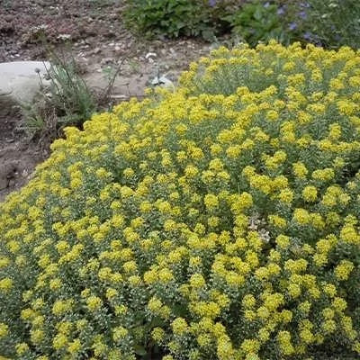 بذر قدومه (بسته 1 گرمی) کد 564